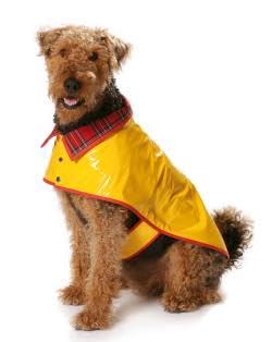 Burda Schnittmuster #7752 Creative Hundemantel 5 Varianten für kleine und große Hunde