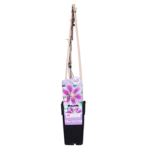 Bloomique - Clematis Piilu - Großblütige Waldrebe - Rosa-Lila - Kletterpflanzen - Gartenpflanzen - Winterhart - 50-70 cm Hoch - Topf 15 cm