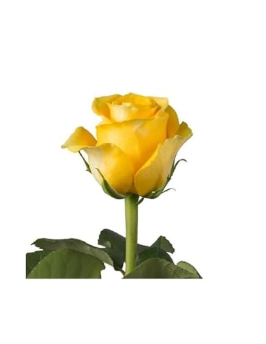 Jardin202 - Rosas Variadas | Flor Natural | Ramo de 25 Tallos | 60cm de Alto | Amarillas Brighton