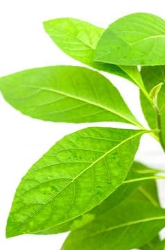GARDENOPOLIS - African Bitter Leaf Insulin Medicinal Plant - The Best & Most Effective Herb Plant for Insulin/Diabetes Management - Wonder Herb for Diabetes (Six Inches) (B0CH1K3VS1) Amazon Price History, Amazon Price Tracker