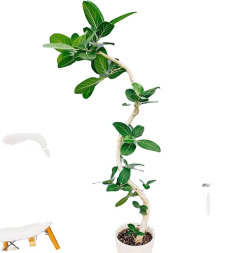 観葉植物 8号 フィカス」の人気商品一覧 | 安い商品を通販サイトから