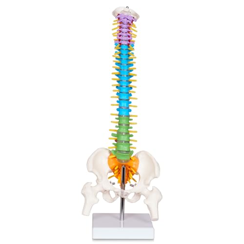 breesky Scientific Mini Spine Model, 15.5’’ Anatomical Spine Model with All Nerves, Human Anatomy Model with Stand for Instruction, Study and Display