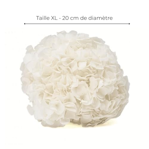 Vrai Hortensia Stabilisé Blanc, Naturel et préservé, Grande Taille XXL, Souvenir de Mariage Éternel, Centre de Table Mariage, Bouquet Fleur séchée (Blanc) – vue 2