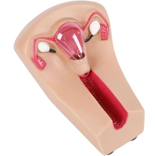 MAHWER - Intrauterine Contraceptive Training Model Female Uterine Internal Contraception Guidance Model And External Birth Device Model