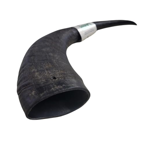 Pawsome Snax Large Buffalo Horn - Pack Size: 1 - Natural Dog Treat - Long Lasting, Tough Dog Chew (Sizes Will Vary) - Image 3