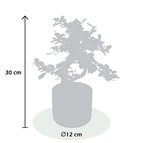 Bonsai van Botanicly – Bonsai Mix – Hoogte: 35 cm – Bonsai Mix - Afbeelding 4