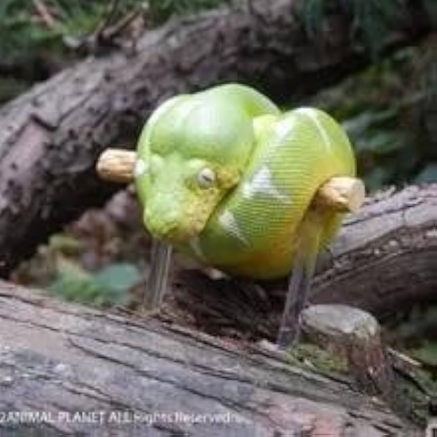 動物の惑星】☆エメラルドツリーボアplus☆フィギュア