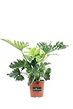 eGarden.store