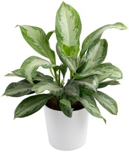 Costa Farms Chinese Evergreen, Aglaonema Easy To Grow Live Indoor...