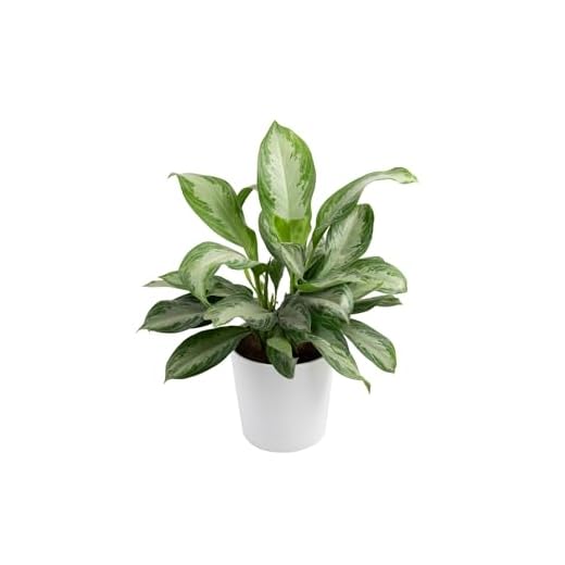 Costa Farms Chinese Evergreen in Premium Pot