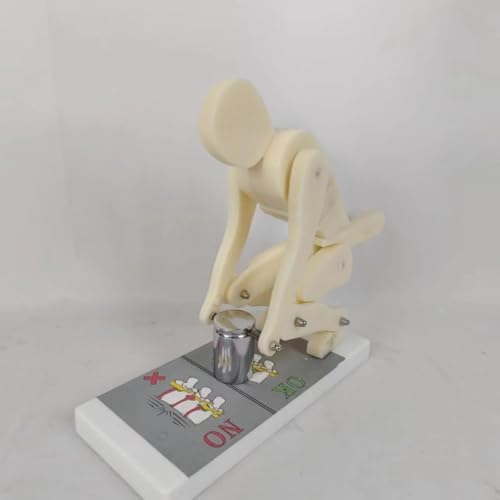 Modelo anatómico para enseñar la postura correcta al levantar peso, demostración de fuerza sobre la columna vertebral y protección lumbar durante el entrenamiento físico miniatura 5