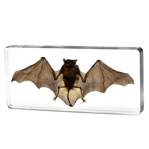 Image of Taxidermy Bat, Real Insect Bat Specimens in Resin for Closer-Look & Study in Safe Healthy Manner, Novelty Fun & Educational for Classroom Teaching, Home Office Decor (M: 3.0x3.0x1.0-inch)