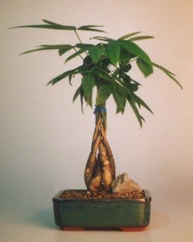 Bonsai Boy c1285 Braided Money Bonsai Tree with Good Luck Tree - Pachira Aquatica - Medium