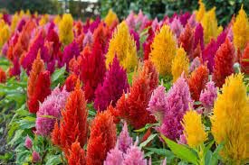 Decorative Plant Seeds/Decorative Flower Seeds (100, CELOSIA SEEDS)