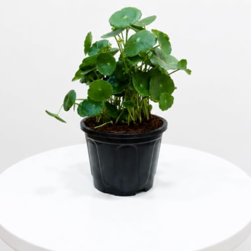 Image of Lucky Coin Money Plant Live with Decorative Pot Feng Shui Good Luck Indoor Air Purifying Plant Vastu Plant for Home Office Desk Decor Pack of 1 With Pot
