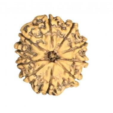 Perles Rudraksha du Népal 22 mm pour soulager le stress par la méditation