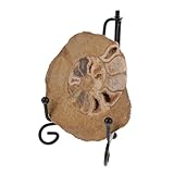 ERINGOGO Spécimen Fossile D'ammonite pour Décoration de Table Charme Esthétique et Valeur Informative pour Collection et Passionnés de Géologie