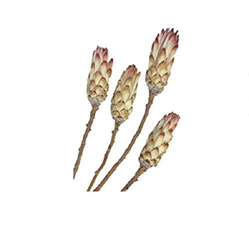 RiloStore 15 STK Protea PINK Natur Exoten Floristik Allerheiligen Gesteck Trauerdeko Grab