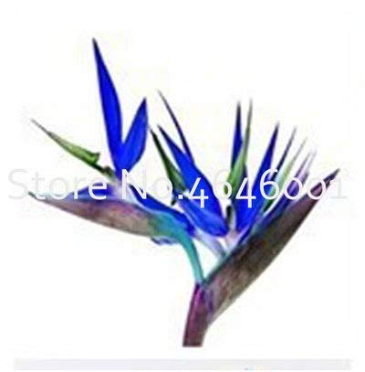 Bloom Green Co. 100 Unids Strelitzia bonsai Jardín Plantas Perennes Flor del ave del Paraíso Strelitzia jardín tropical flor decorativa Bonsai: 2 Cover