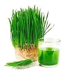 See full amazon price history chart for Urban Turtle® ORGANIC hybrid wheat grass seeds 1000 seeds, Chemical Free Rare Desi Wheat Seeds Variety For Growing Wheat Urban Turtle® ORGANIC hybrid wheat grass seeds 1000 seeds, Chemical Free Rare Desi Wheat Seeds Variety For Growing Wheat (B095GNR55M) Amazon Price History, Amazon Price Tracker