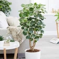 Bahan Traders Aralia Variegated Indoor Live Air purifying Foliage plant in 4 inch pot (B0CDH73149) Amazon Price History, Amazon Price Tracker
