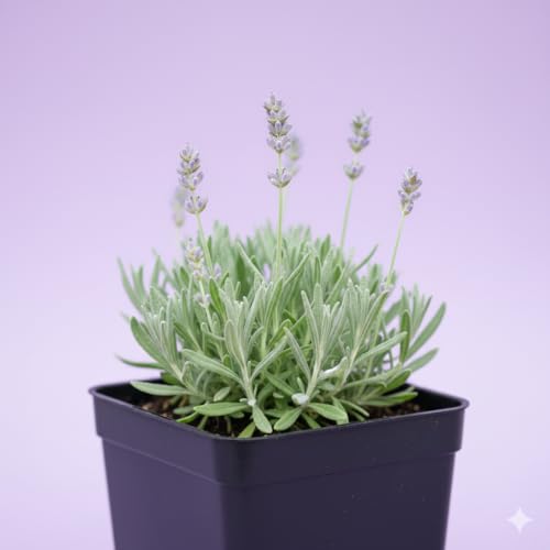 Image of Rare & Beautiful Lavender Live Plant for Home Gardening | Healthy Aromatic Flowering Plant for Indoor Outdoor Balcony & Rooftop (Pack of 1)