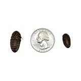 All About Feeders Dubia Roaches 200 Medium Cupped