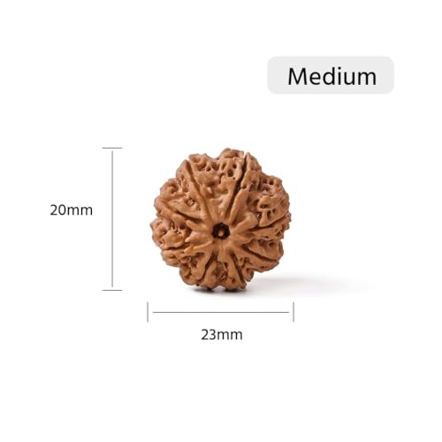 Image of Gemsmantra Energized 8 Mukhi Rudraksha Bead, Original Nepali Lab Certified, Natural Spiritual Accessory for Meditation and Spiritual Use for Men and Women (Medium Size)