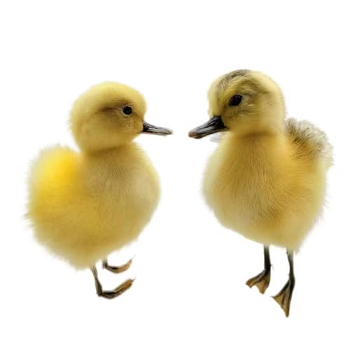 Image of Realistic Duck Taxidermy Specimen - Perfect for Collecting, and Easter Decor，Taxidermy Animals