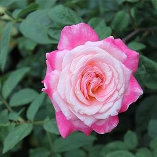 Guruji Plantation Rose Plant Indoor Plant For Home and Garden with Pot (Pack of 1) (Pink) (B0BT9RJW1Y) Amazon Price History, Amazon Price Tracker