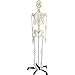 YUXINCAI Ensemble D'anatomie De Modèle De Squelette Humain, 180CM Grandeur Nature Modèle De Décoration De Squelette Anatomique Humain Jouets De Squelette Anatomique Modèle De Squelette Humain Outils