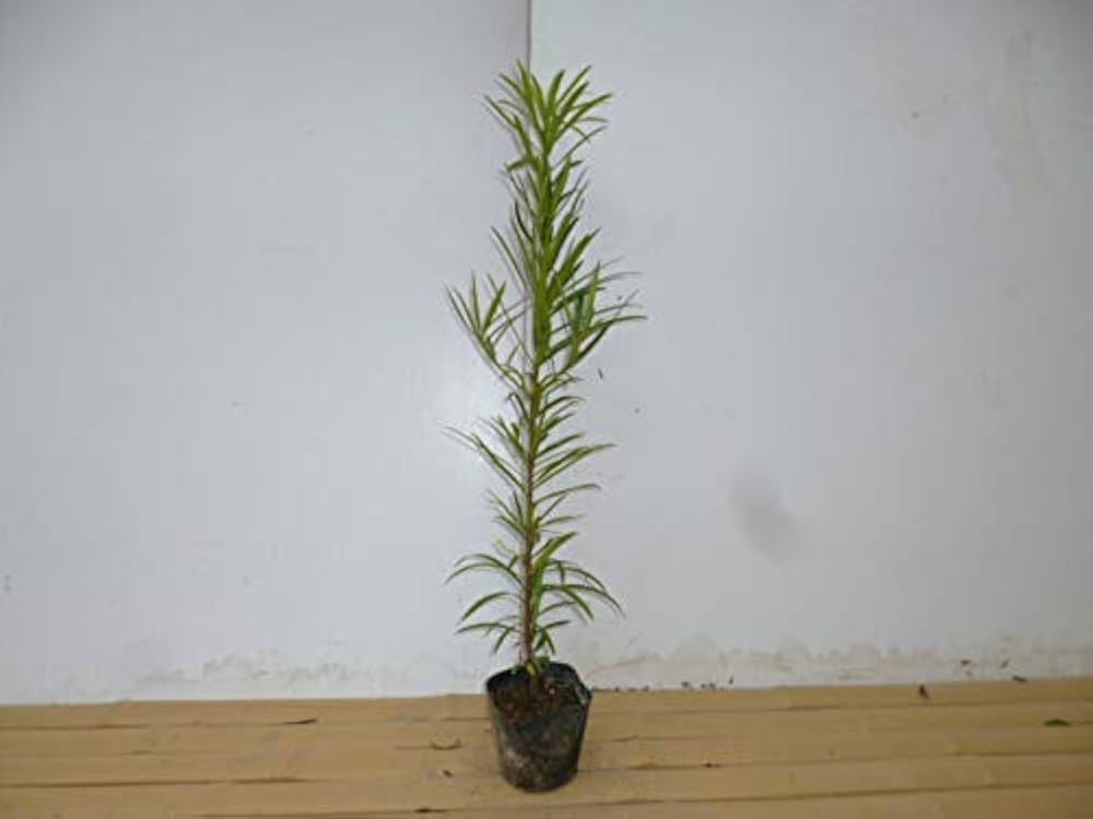 Amazon.co.jp: 【5本セット】イヌマキ 樹高0.3m前後 10.5cm