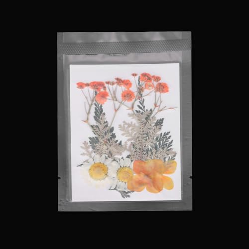 Flores prensadas secas naturales para manualidades naranja miniatura 4