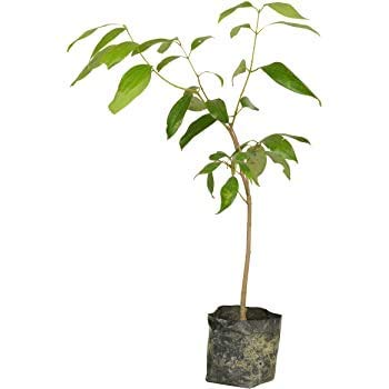 Baby Plants - Live Tej Patta, Tamalpatra Plant – Cinnamon Tamala, Indian bay Leaf Plant For Home & Kitchen Garden (B09C4TWWHD) Amazon Price History, Amazon Price Tracker