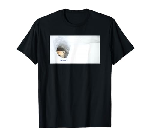 Bonjour Bear Meme T�V���c