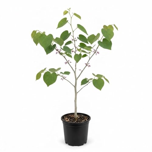 Live Eastern Redbud Tree for Planting, 12-18 Inch Tall in Quart Pot, Beautiful Ornamental Redbud for Home, Garden, Yard & Outdoor Landscaping, Low-Maintenance, Easy-Grow Starter Plant