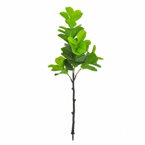 観葉植物 カシワバゴム 鉢植え」の人気商品一覧・価格比較 - 価格.com