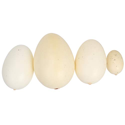 VICASKY Bird Eggs Model Simulation Set 4pcs Assorted Speckled Eggs Lightweight Realistic for Boys and Girls Present
