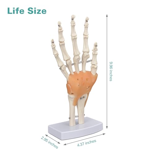 Image of Ultrassist Human Hand Skeleton Model with Ligaments, Flexible 1:1 Scientific Life Size with Lightweight Display Display Base, Includes Anatomy Diagram Best for Patient Education & Medical Training
