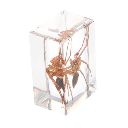 GARVALON 1 PC Insect Specimen Toy Spider Attractive Amber Samples Amber Scorpion Creative Amber Specimens Spider Natural Amber Samples Amber Spider Amber Resin