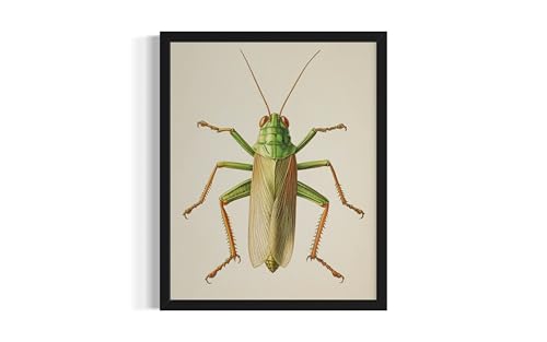 Grasshopper Wall Art Print Poster, Insect Posters Prints Enntomological Painting Artwork 221 (Grasshopper, 16 x 20 inches, Unframed)