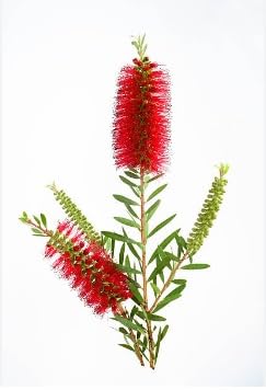 Green view Live red Bottle Brush Indoor/Outdoor Decorative 1 healthy live Plant