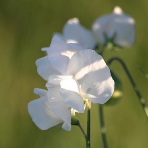 PREMIER SEEDS DIRECT - Sweet Pea Seeds - PARFUME - White Supreme (25 Seeds)