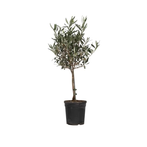Plant in a Box - Olea Europaea - Olivier -