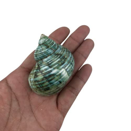 Image of MMvolesy Assorted Turbo Shell,Hermit Crab Shells 4Pc
