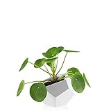 Justplants