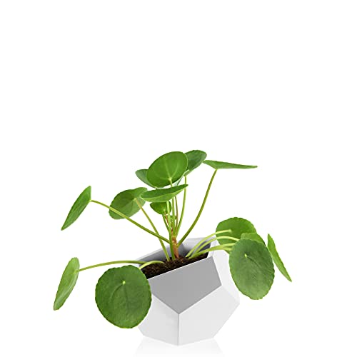 Pilea peperomioides Pot de Fleurs Carré Blanc mesure 12 cm de diamètre et 15 cm de hauteur Cover