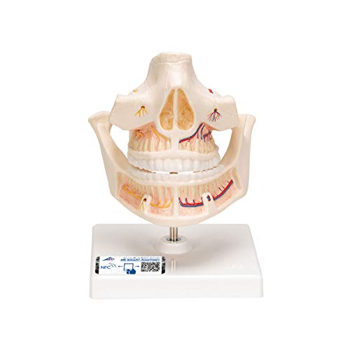 Image of 3B Scientific VE281 Adult Denture - 3B Smart Anatomy