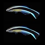 2 Cleaner Wrasse - Live Saltwater Aquarium!