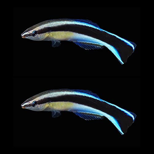 2 Cleaner Wrasse - Live Saltwater Aquarium!